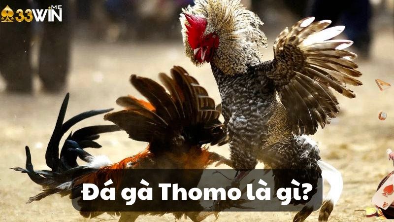 Đá gà chọi Thomo là gì?